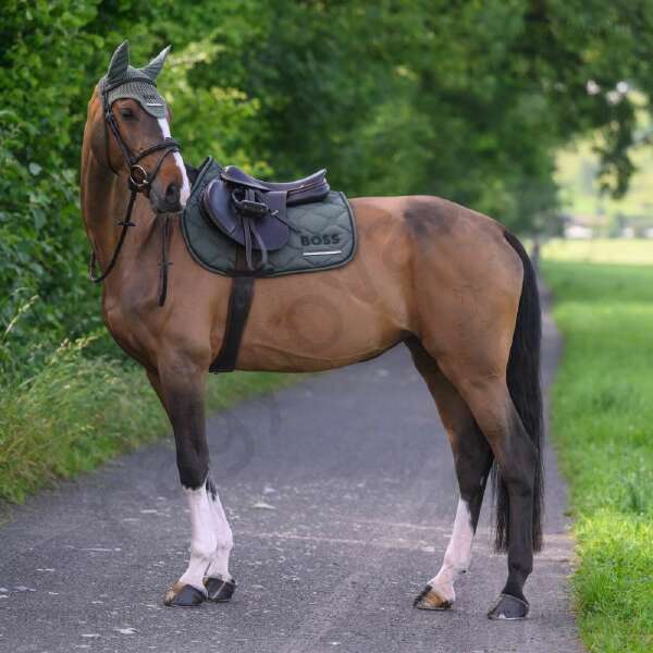 Boss Cheltenham Jumping nyeregalátét pine grove