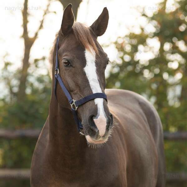 Kötőfék QHP gurtnis Xfull