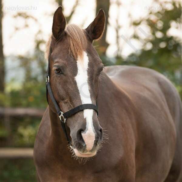 Kötőfék QHP gurtnis Xfull