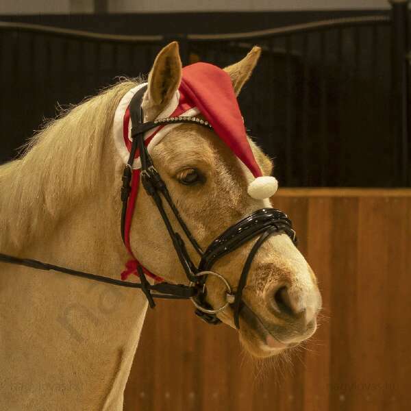 QHP karácsonyi sapka lovaknak piros Full