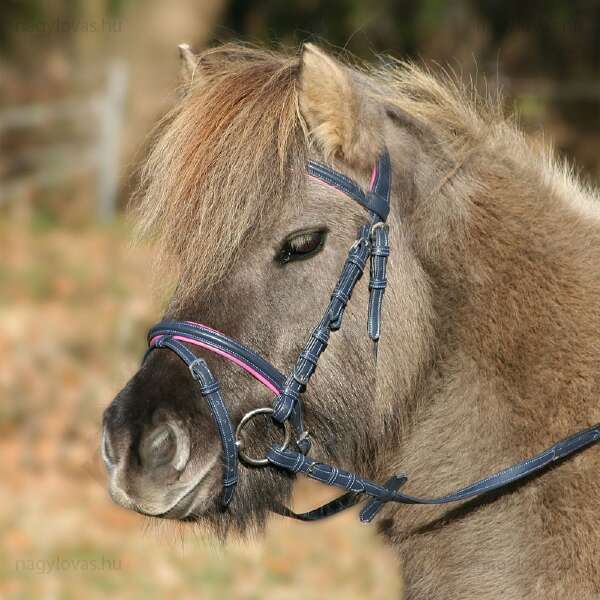 Waaldhausen Unicorn kantár kék